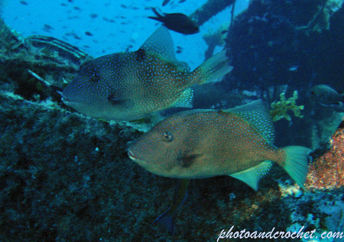 Triggerfish - Balistes carolinensis - Image