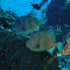 Triggerfish - Balistes carolinensis - Browsing the wreck