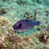 Parrotfish - Sparisoma cretense - Close