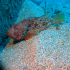 Red Scorpionfish - Scorpaena scrofa - Lazy in the sand