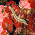 Bearded Fire Worm - Hermodice carunculata - Around in color