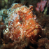 Red Scorpionfish - Scorpaena scrofa - The Model