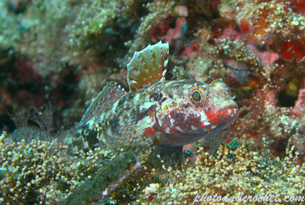 Red-mouthed goby - Gobius cruentatus - Image
