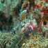 Red-mouthed goby - Gobius cruentatus - Image