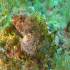 Black Scorpionfish - Scorpaena porcus - Image