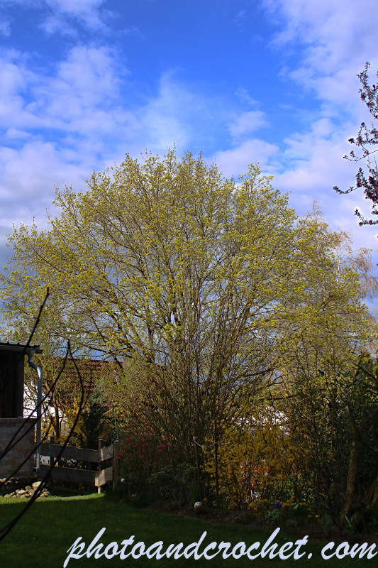 Bluming tree in spring - Image