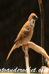 Brown Flycatcher - Image
