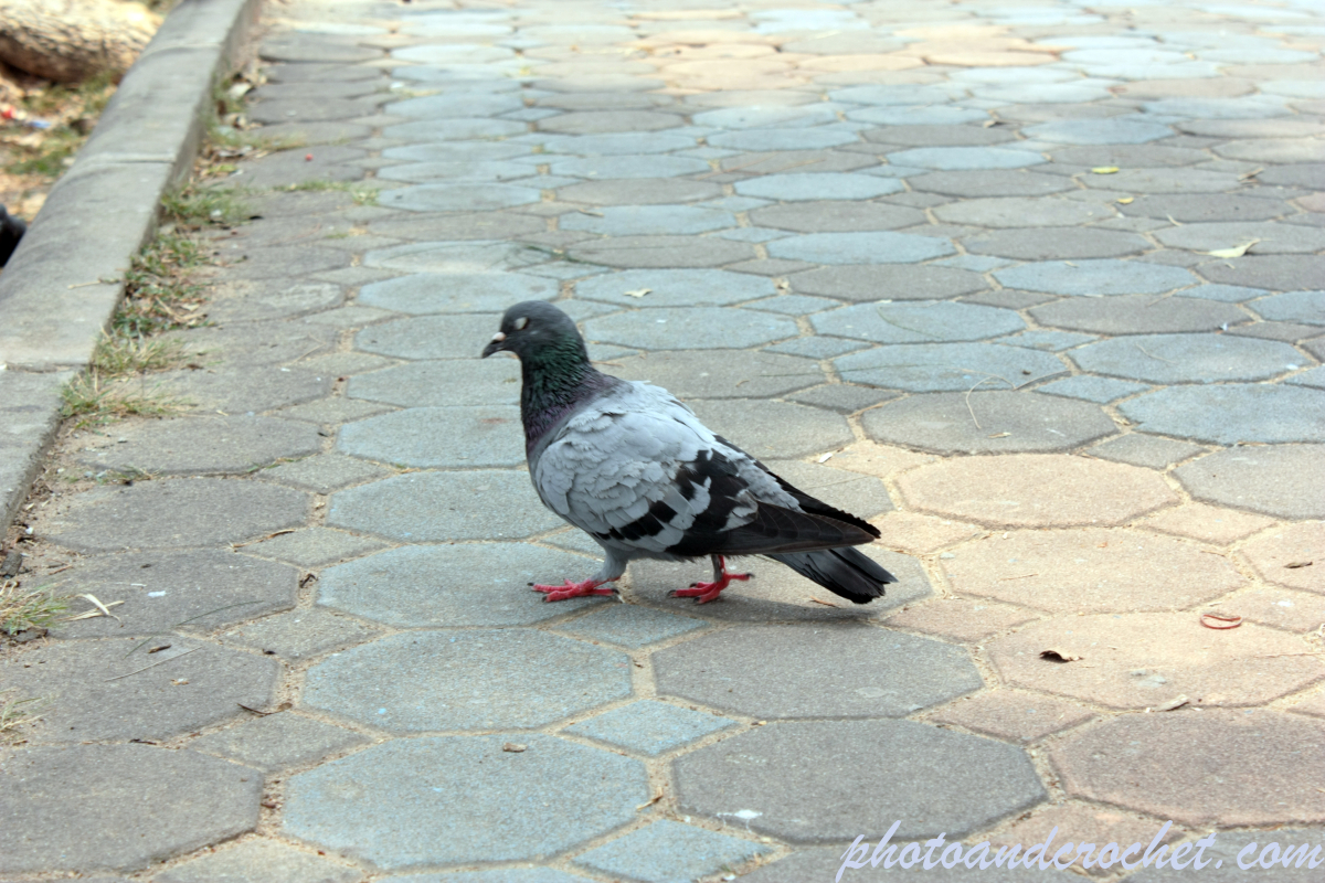 Pigeon - Image