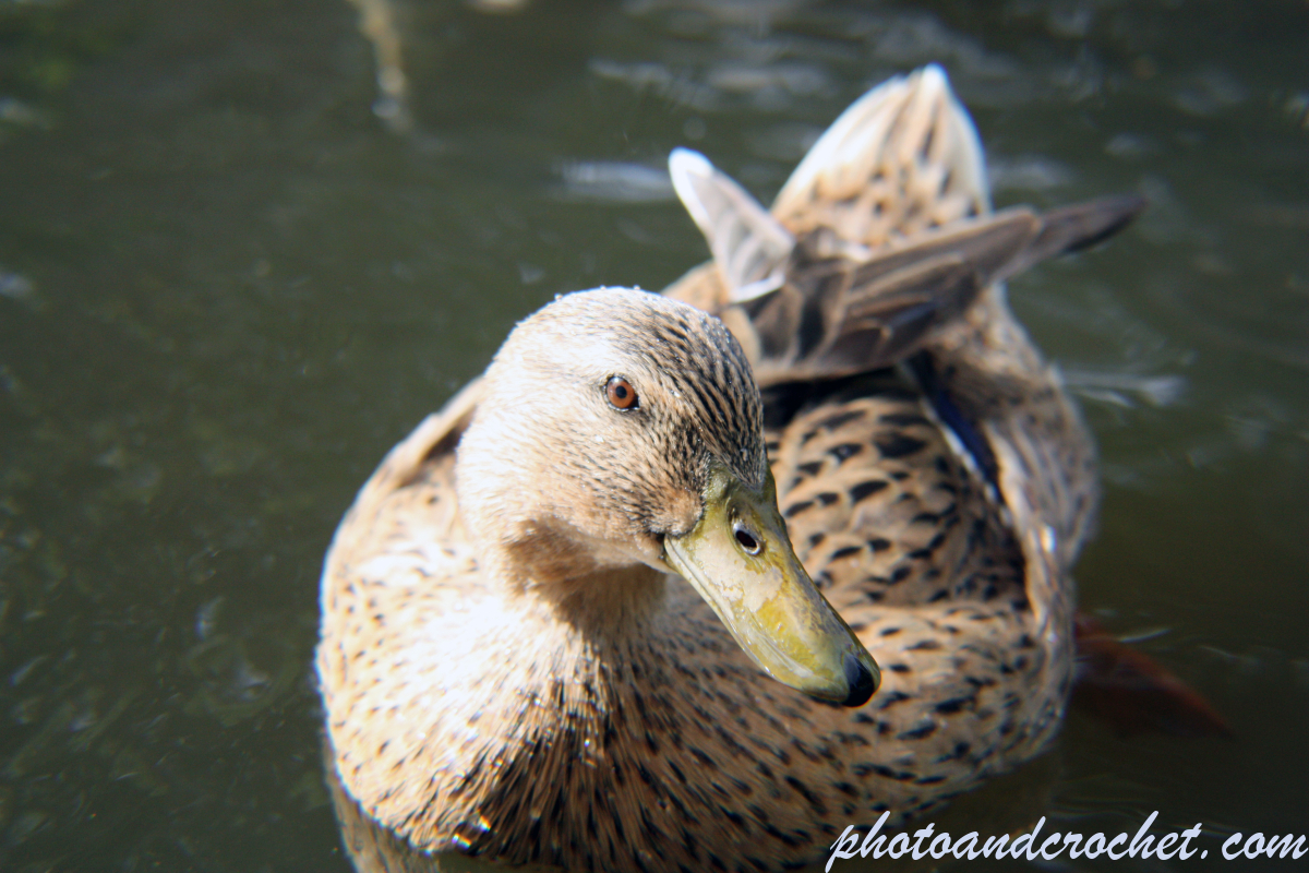 Duck - Image