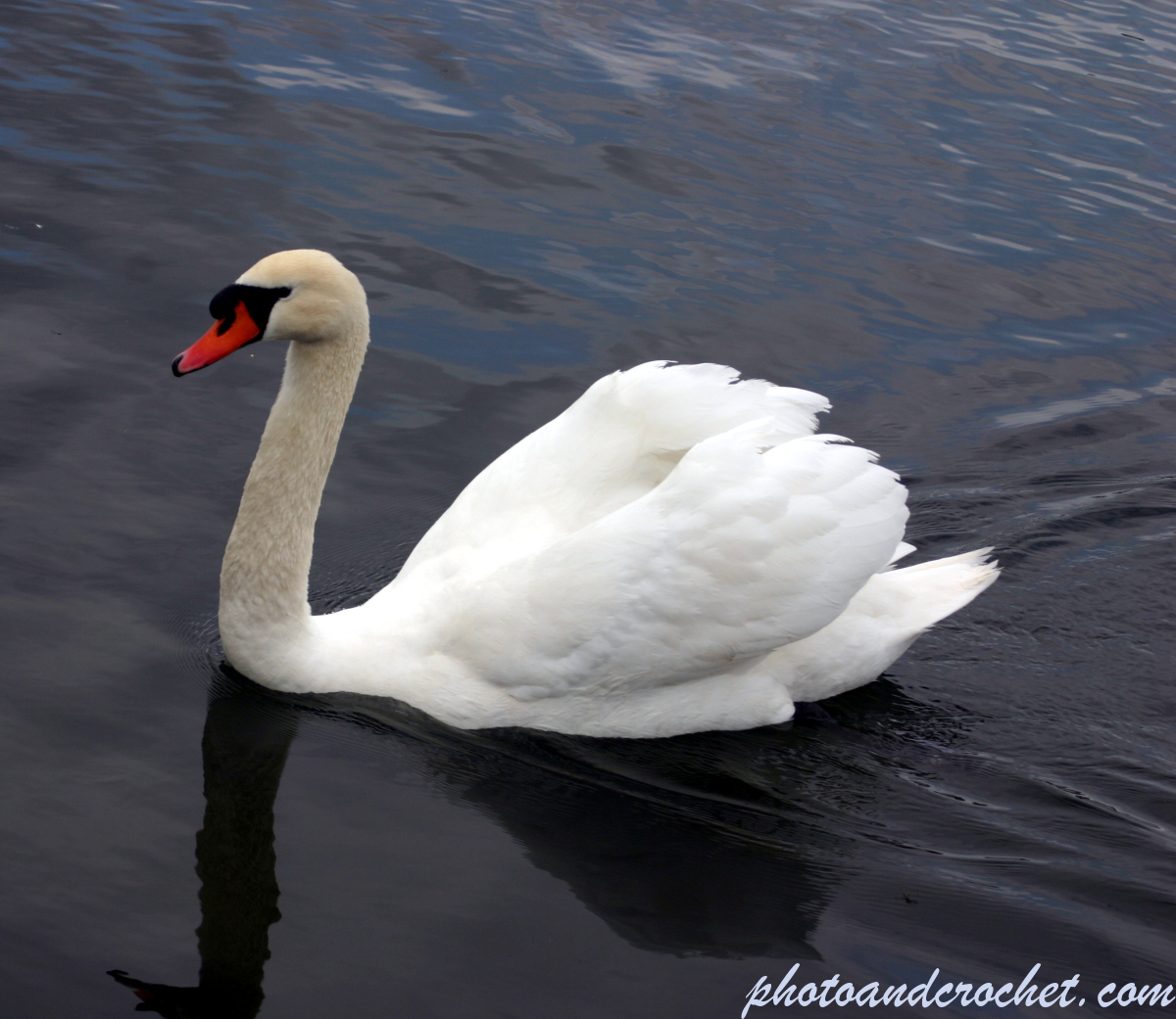 Swan - Image
