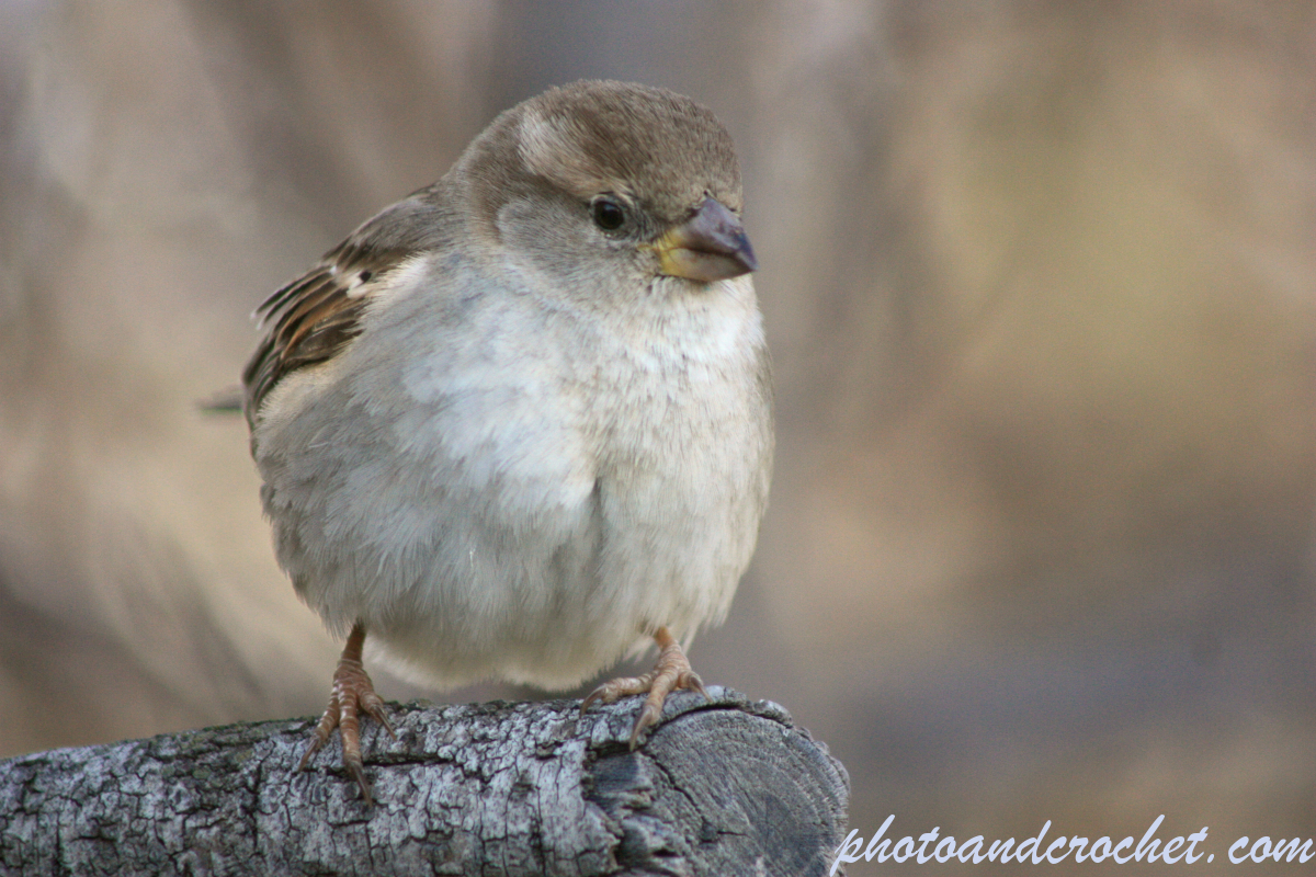 House sparrow - Image