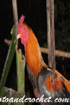 Chicken - Image