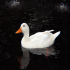 Duck - White Beauty