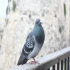 Pigeon - I am not scared of you