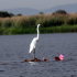 Great Egret - Image