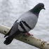 Pigeon - On the hand rail