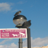 Pigeon - Public toilet