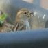 House sparrow - Sparrow in a box