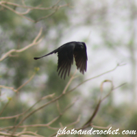 Great-tailed grackle - Image