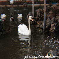 Swan - Perfect white
