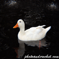 Duck - Image