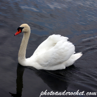 Swan - Image