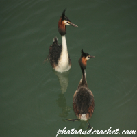 Great Crested Grebe - Image