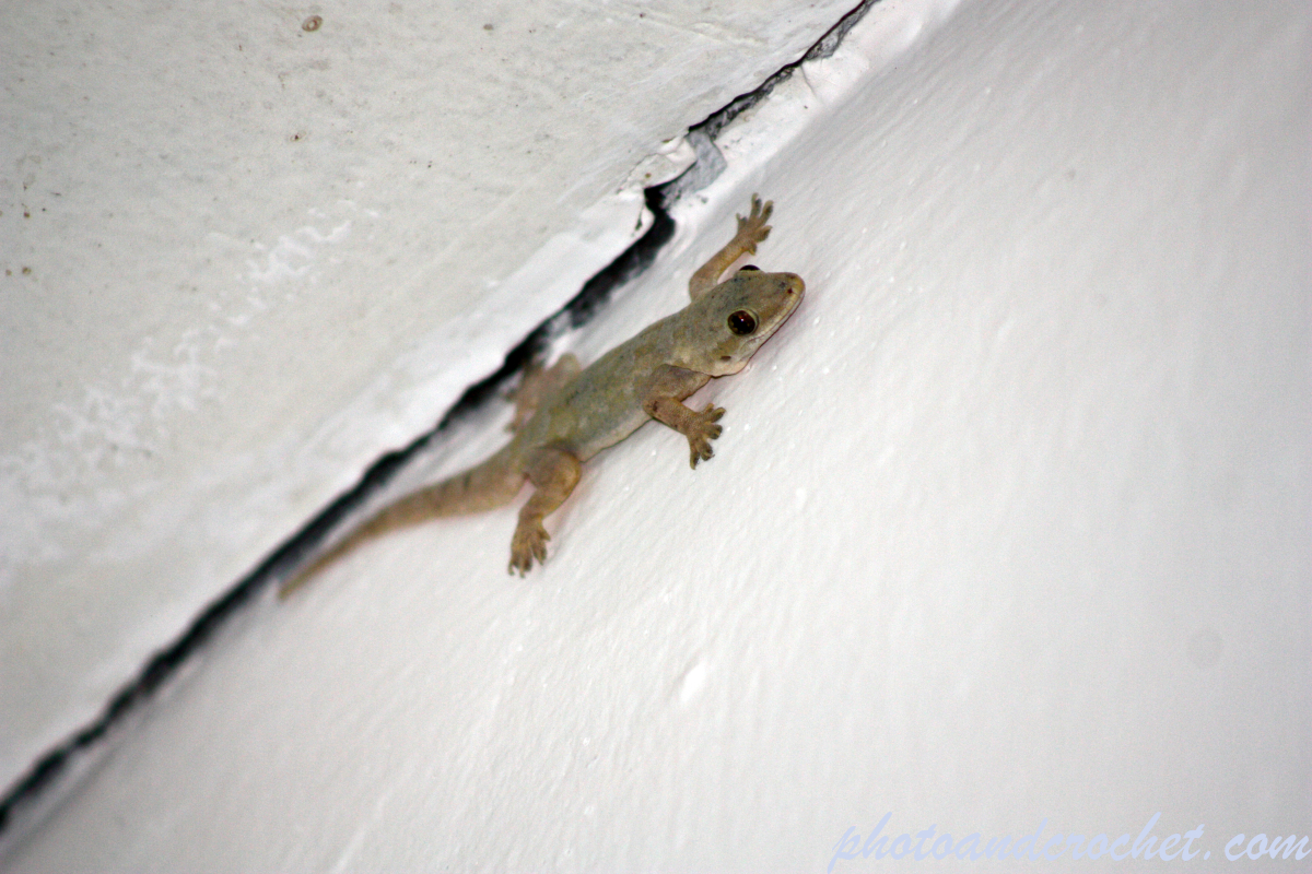 Gecko - Image
