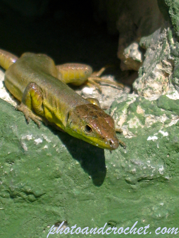 Lizard - Image