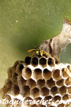 Bee - Image