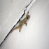 Gecko - Hanging on
