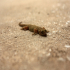 Gecko - In the sand