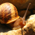 Snail - Close up