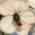 Bee - Image