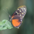 Butterfly - Monarch - Danaus plexippus