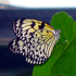 Butterfly - Paper kite - Idea leuconoe