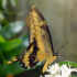 Butterfly - Swallowtail - Papilio machaon - Always moving