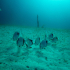 Aquatic Background - Bream in front of a lost anchor