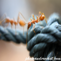 Ant - Image