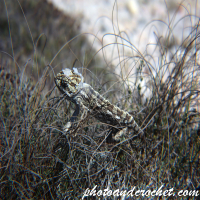 Gecko - Image