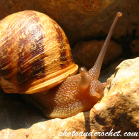 Snail - Image
