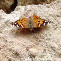 Butterfly - Image