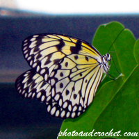 Butterfly - Image