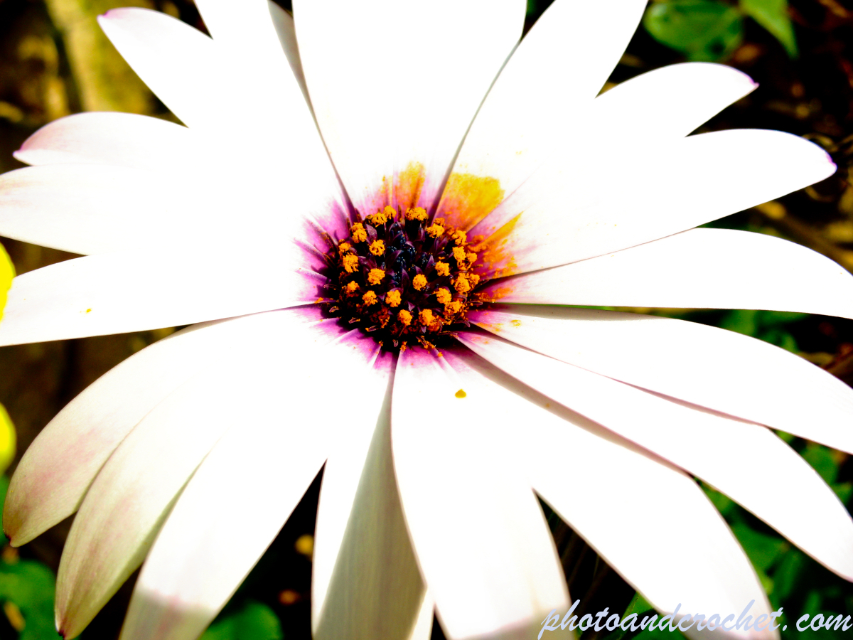 Flowers - Image