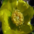 Prickly Pear 06