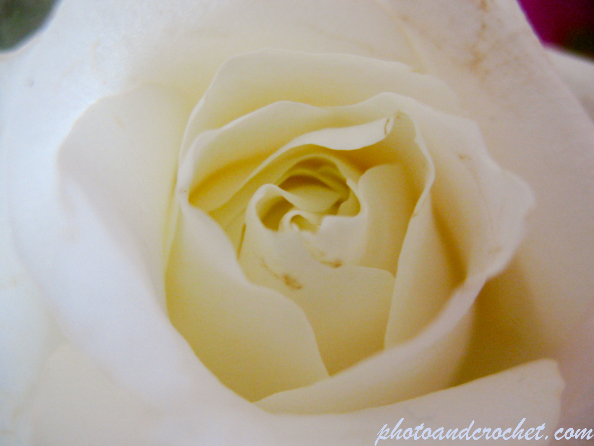 Rose - Image