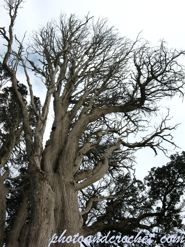 Tree - Image