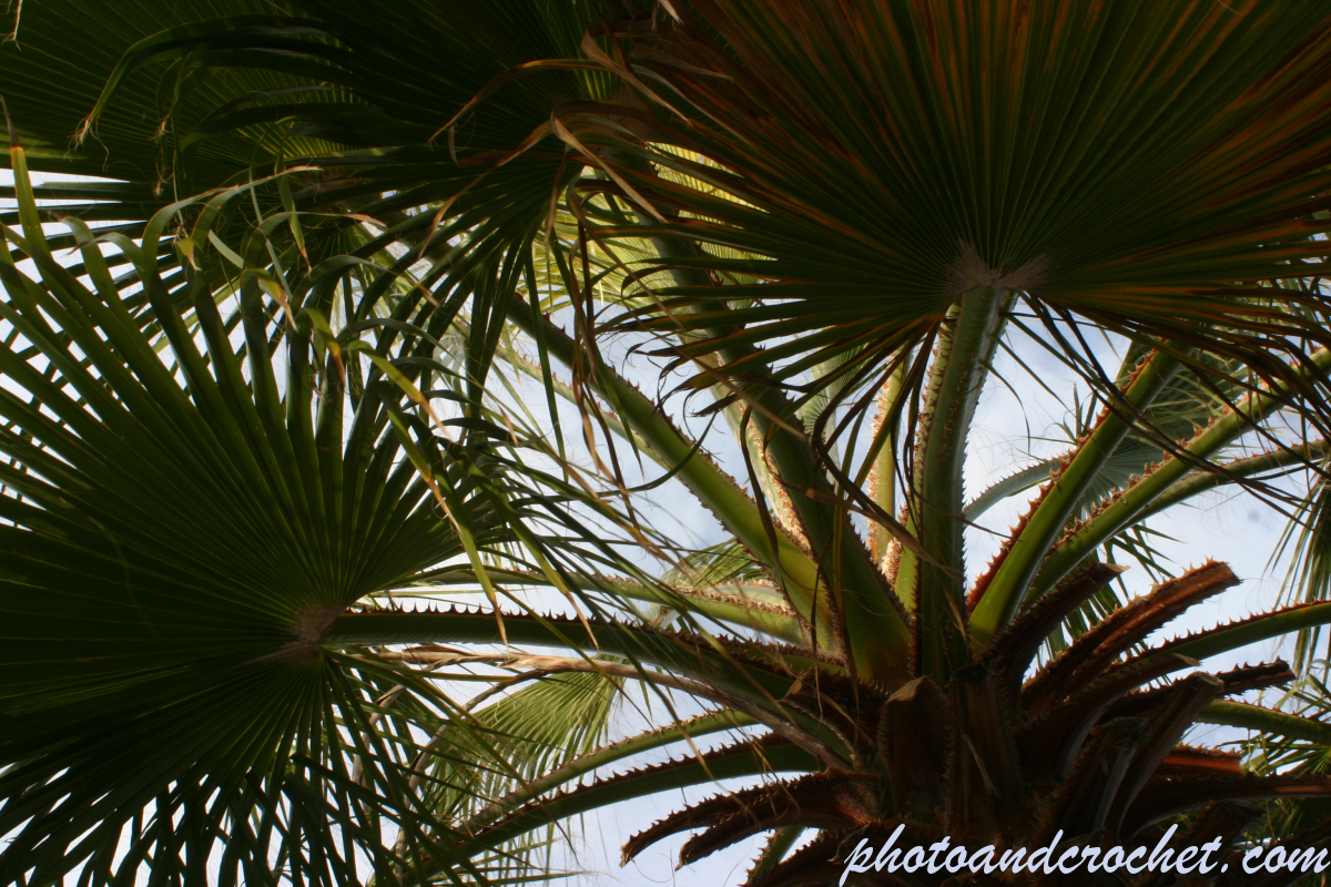 Palm tree - Image