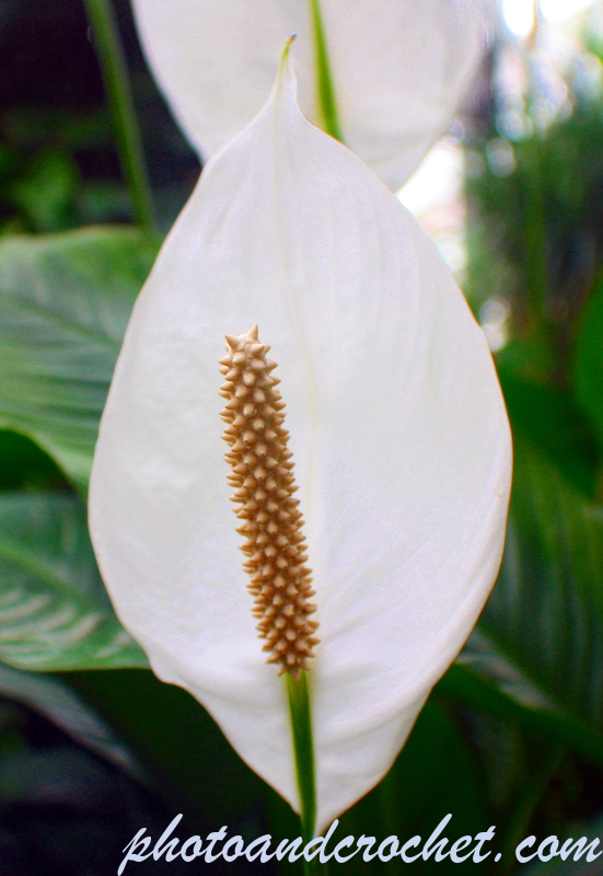 Arum Lily - Image