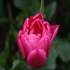 Tulip - Inside the flower